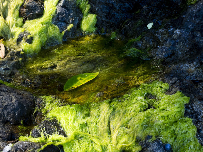 Fluorescence colors