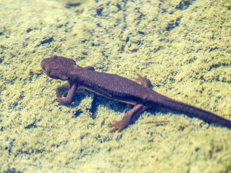 Nehalem newts