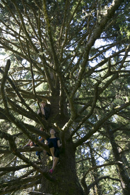 spruce monkeys