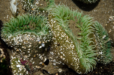 Green sea anonomes