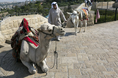 Camel and its handler