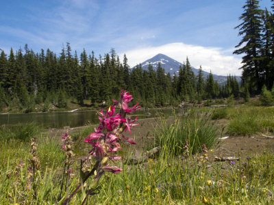 Pink Paintbrush and south sister
