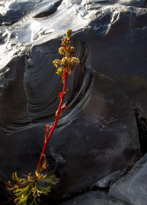 Flower and obsidian