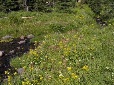 Glorious meadow