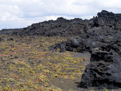 Lava Plants