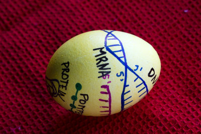 dna replication egg