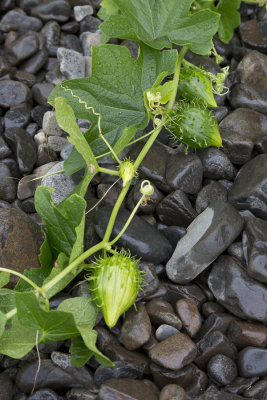 Wild cucumbers