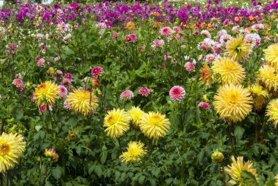 Bursts of Dahlias