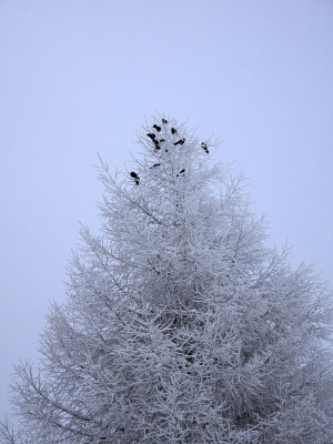 Bergdohlen hanging out in the freezing fog