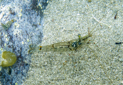 tide pool shrimp