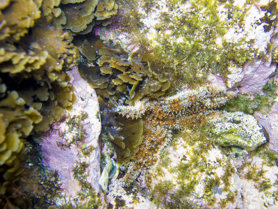 tide pool star fish