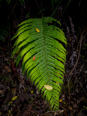 Fern leaf with color dots