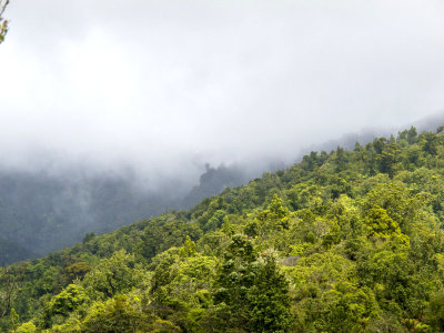 Coromandel bush in the clouds