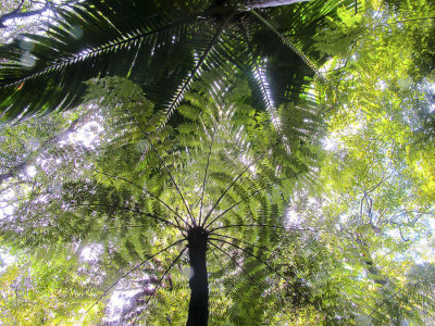 tree fern canopy