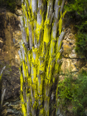 Yellow fern tree trunk