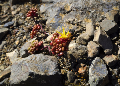 flora and rock