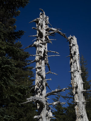 Tree Ghosts