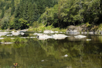 Nehalem River serenity