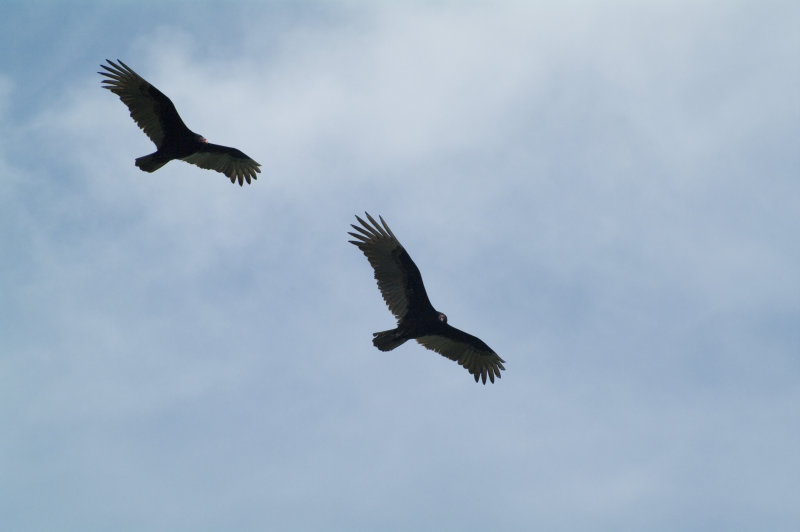 Turkey Vultures