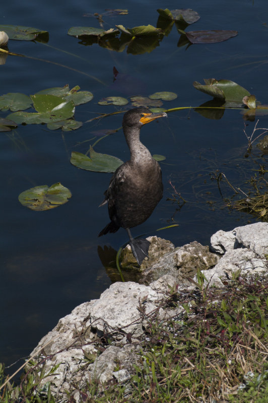 Cormorant, Anhinga Trail