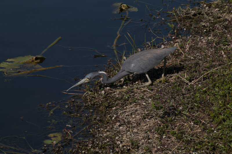 Little Blue Heron, Anhinga Trail