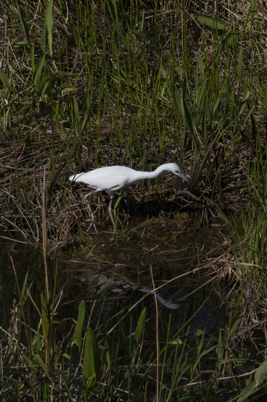 Little Blue Heron - juvenile, Anhinga Trail