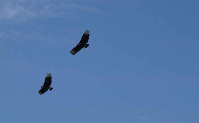 Black Vultures