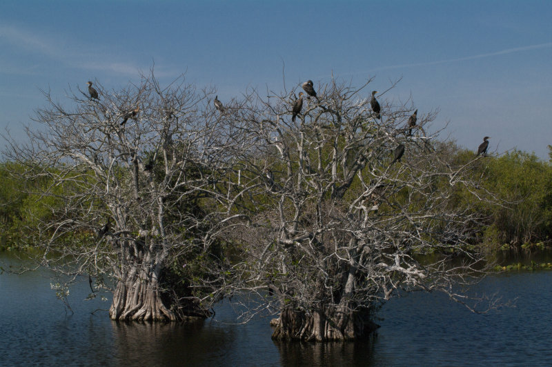 Cormorants and Anhingas