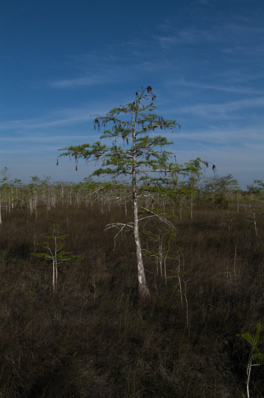 Dwarf Cypress, Everglades