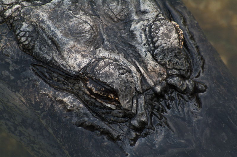 Alligator, Big Pine Key