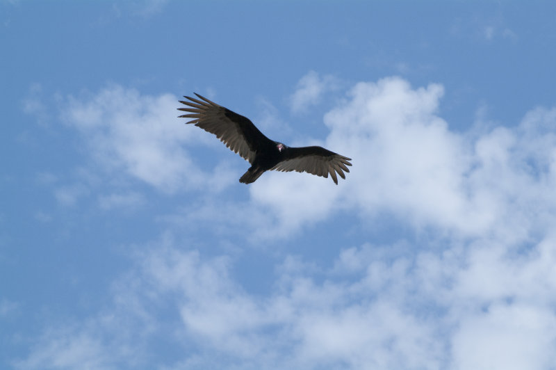 Turkey Vulture