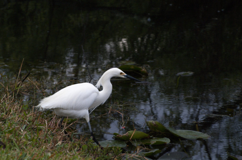 Snowy Egret