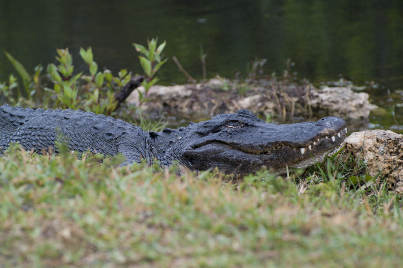 Alligator, Shark Valley