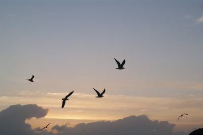 Seagulls in sunrise