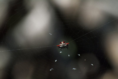 Spinybacked Orb Weaver Spider