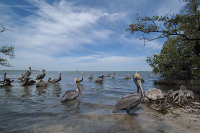 Pelicans outside the Florida Keys Wild Bird Center
