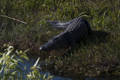 Alligator, Anhinga Trail