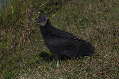 Black Vulture, Anhinga Trail
