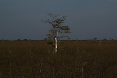 Dwarf Cypress, Everglades