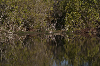 Mrazek Pond, Everglades