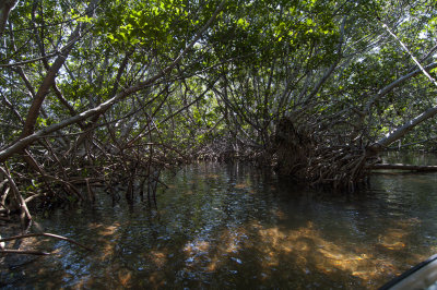 Paddling in Mangrove Island