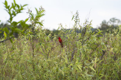 Red Cardinal, Shark Valley