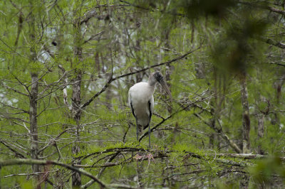 Wood Stork, Loop Road