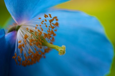 Blue Poppy