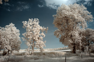 IR Photography