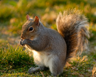 Birdseed Bandit.jpg
