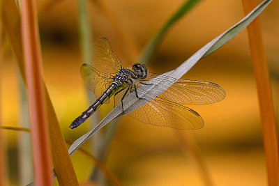 Dragonfly 3 b.jpg