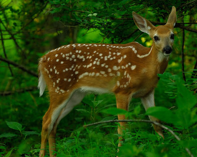 Fawn 2.jpg