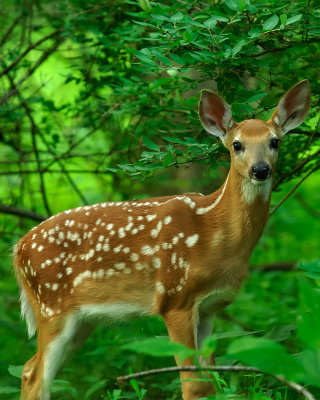 Fawn.jpg