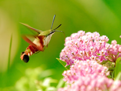 Hummingbird Moth 3.jpg